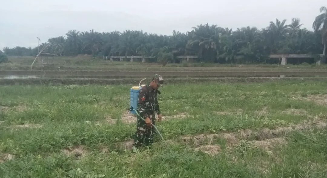 petani